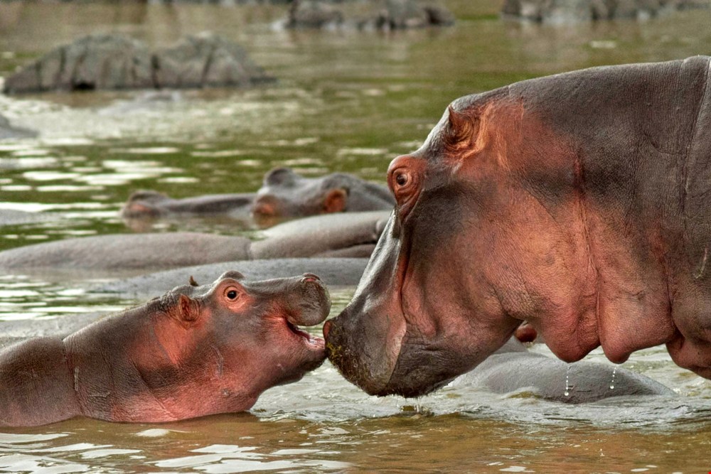 Fiona the Hippo & Climate Control – What Should General Contractors Know?